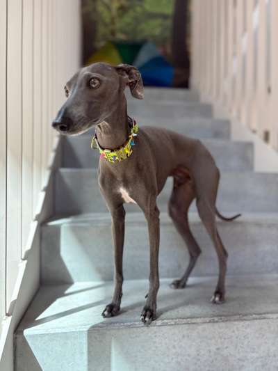 Italienische Windspiele-Beitrag-Bild