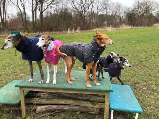 Windhunde - Treffen der besonderen Schönheiten
HERZLICH WILLKOMMEN-Beitrag-Bild