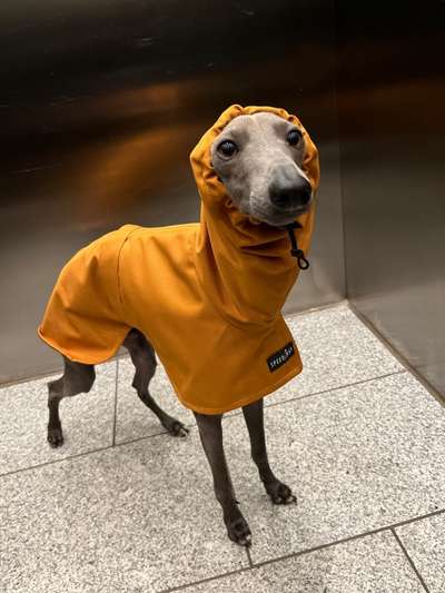 Hundekleidung - Top oder Flop-Beitrag-Bild