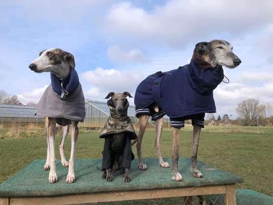 Windhunde - Treffen der besonderen Schönheiten
HERZLICH WILLKOMMEN-Beitrag-Bild