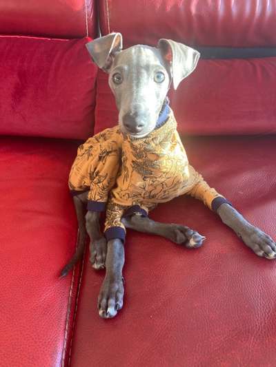 Welpen Bilder !-Beitrag-Bild