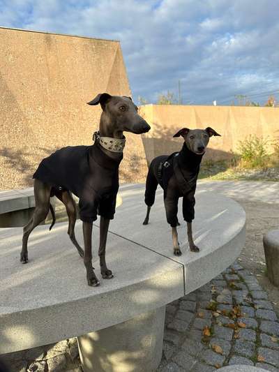 Windhunde - Treffen der besonderen Schönheiten
HERZLICH WILLKOMMEN-Beitrag-Bild