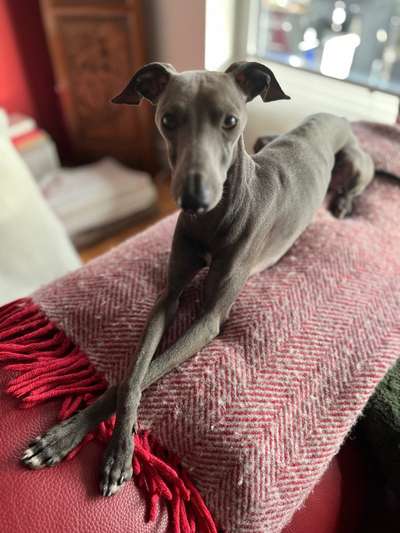 Hunde zu dünn?-Beitrag-Bild