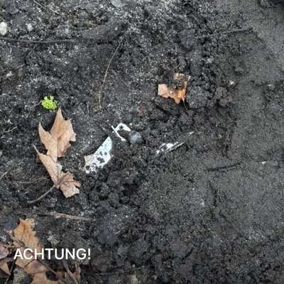 Giftköder-Rasierklingen-Bild