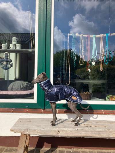 Hundekleidung - Top oder Flop-Beitrag-Bild