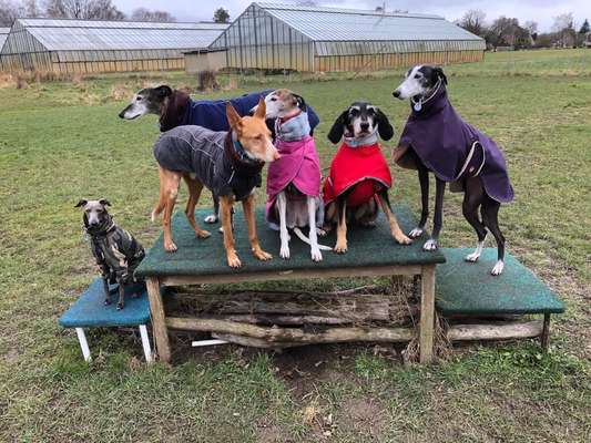 Windhunde - Treffen der besonderen Schönheiten
HERZLICH WILLKOMMEN-Beitrag-Bild