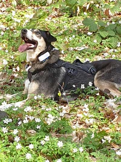 Die Dogorama Monats Challenge "Es grünt und blüht"-Beitrag-Bild