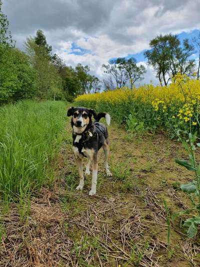 Zeigt mir eure Schäferhund Mischlinge :-)-Beitrag-Bild