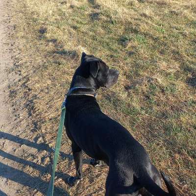 Hundetreffen-Muffin sucht Spielgefährten-Bild