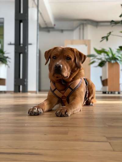 Hundetreffen-Spielen, Trainieren, Wandern 🐶-Bild