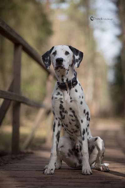 Dogorama Photo Challenge - Brücken-Beitrag-Bild