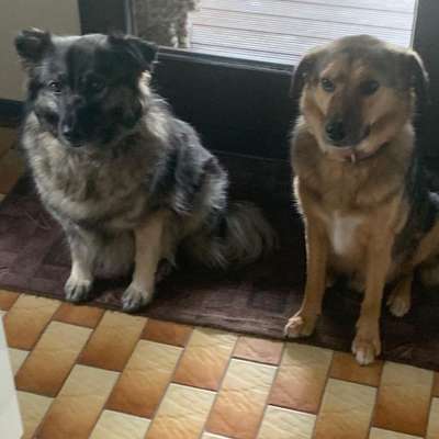 Auslandstierschutz-Beitrag-Bild