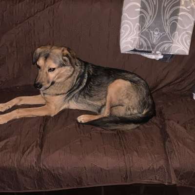 Hunde aus Rumänien-Beitrag-Bild