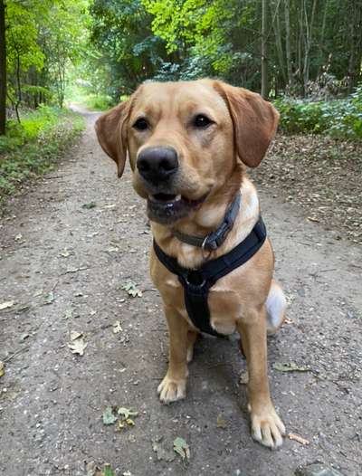 Die Dogorama-Wochen-Challenge "Die schönste Grimasse"-Beitrag-Bild