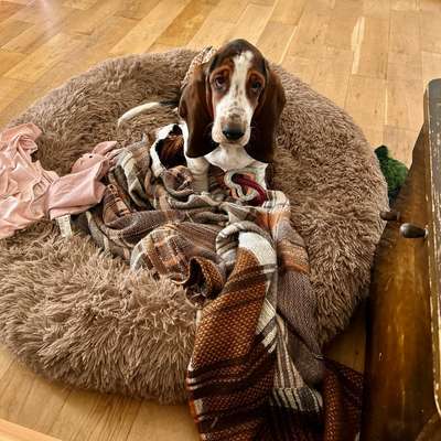 Basset Hound-Beitrag-Bild