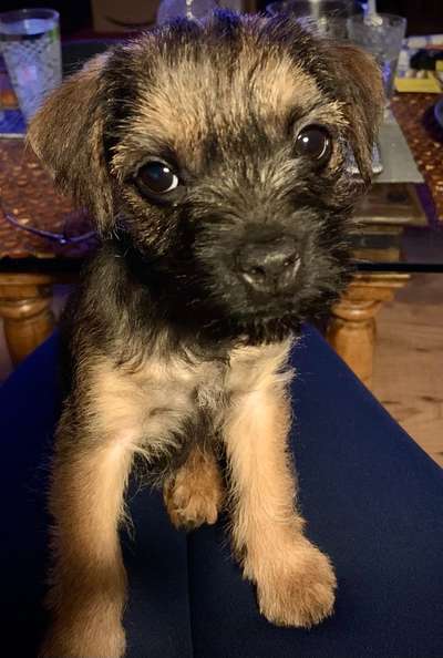 Hallo an alle Border Terrier!-Beitrag-Bild