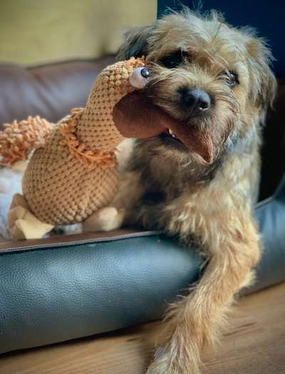 Bester Freund, Hundekumpel - zeigt her!-Beitrag-Bild