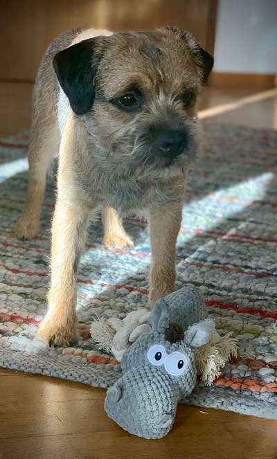 Border Terrier-Beitrag-Bild