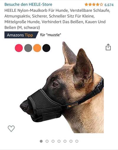 Border Terrier-Beitrag-Bild