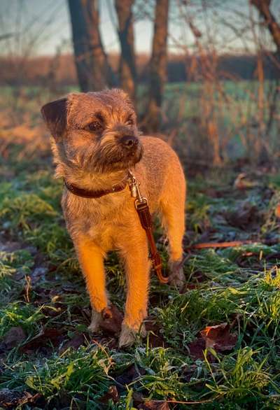 Border Terrier-Beitrag-Bild