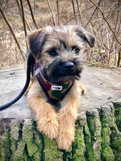 Hallo an alle Border Terrier!-Beitrag-Bild