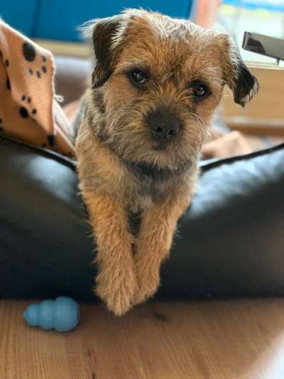 Border Terrier-Beitrag-Bild