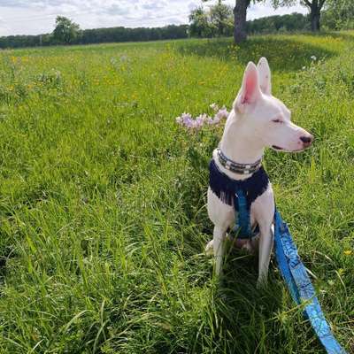 Hundetreffen-Begegnungstraining mit Abstand-Bild