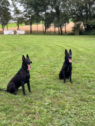 Zeigt eure Malinois!!!-Beitrag-Bild