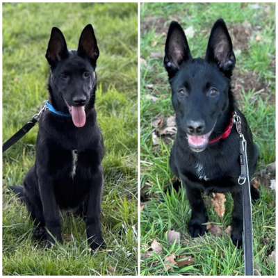 Zeigt eure Malinois!!!-Beitrag-Bild