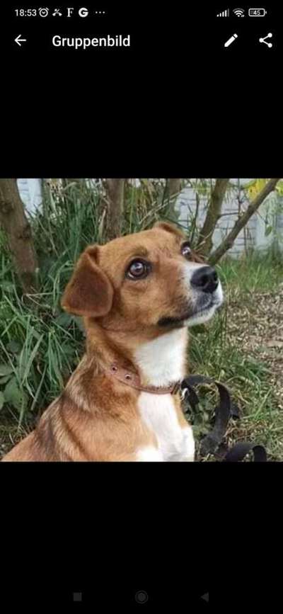 Entlaufener Hund suchen, oder nicht?-Beitrag-Bild