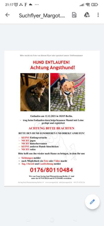 Entlaufener Hund suchen, oder nicht?-Beitrag-Bild