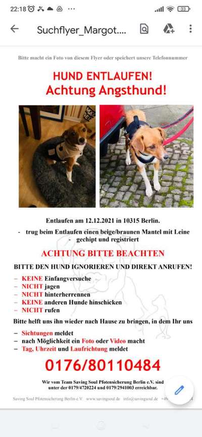 Entlaufener Hund suchen, oder nicht?-Beitrag-Bild