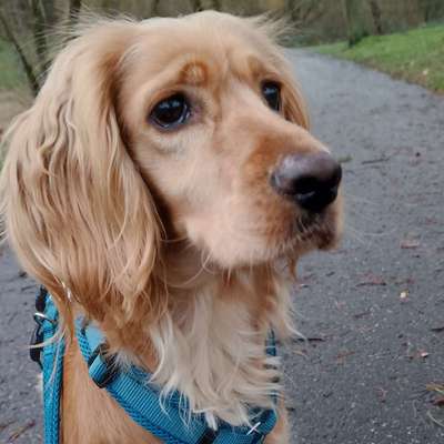 Hundetreffen-Sparzieren-Bild