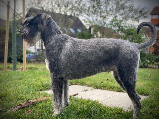 Riesenschnauzer Pfeffersalz-Beitrag-Bild