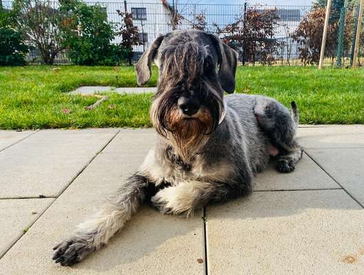 Seltene Rassen!-Beitrag-Bild