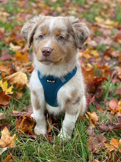 Aussies-Beitrag-Bild