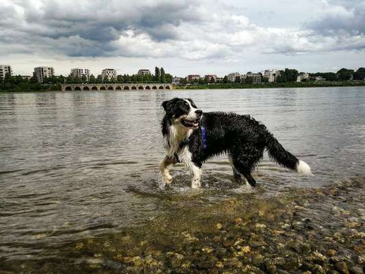 Hundetreffen-English speaking Niehl / Rhine dog walk-Bild