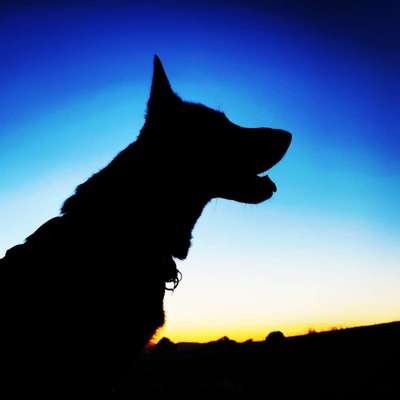 Dogorama Foto Challenge - Dämmerung-Beitrag-Bild