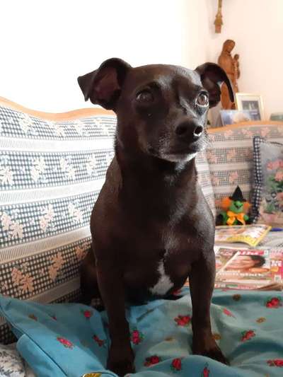 Warum liebst du deinen Hund?-Beitrag-Bild