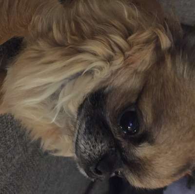 Hundetreffen-Chihuahua treffen in tolkewitz-Profilbild