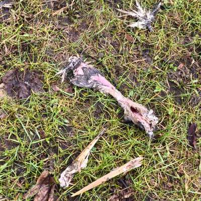 Giftköder-Tierische Überreste-Bild