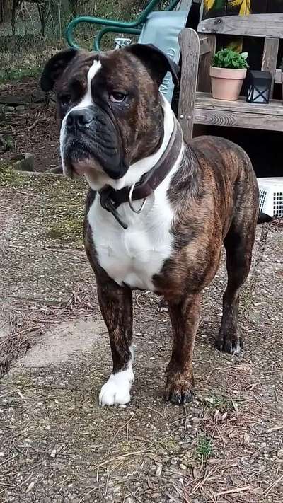 Olde English Bulldogge-Beitrag-Bild
