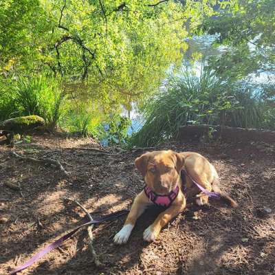 Hundetreffen-Inala sucht eine(n) Spielkameraden/in 😃 zum Gassigehen und Toben 😊-Bild