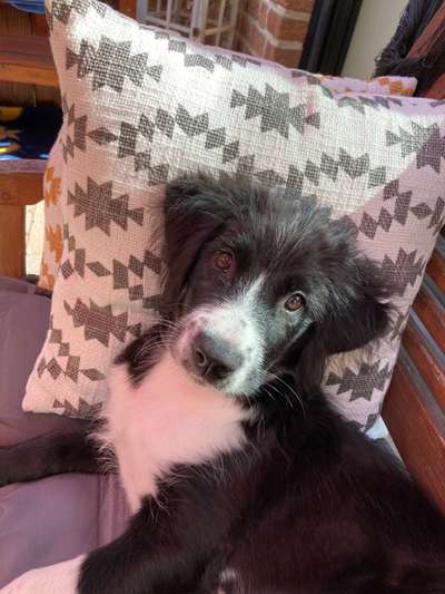 Welpen Bilder !-Beitrag-Bild