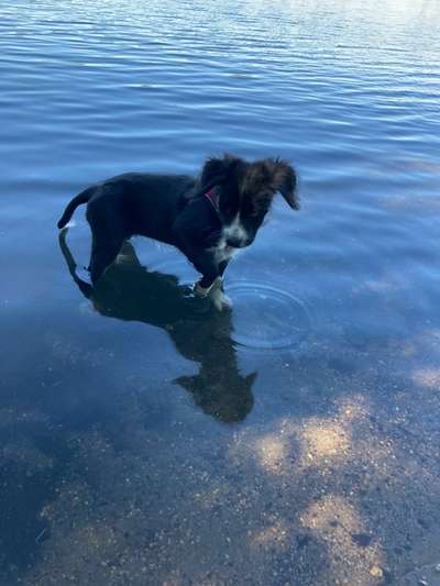 Fotosammlung: ,,Der natürliche Hund" Unbearbeitet, ungestellt und in Natura-Beitrag-Bild