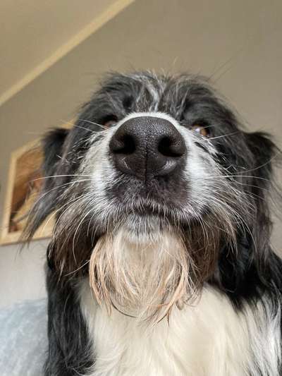 Zeigt mir die tollste Nahaufnahme von eurer Fellnase-Beitrag-Bild