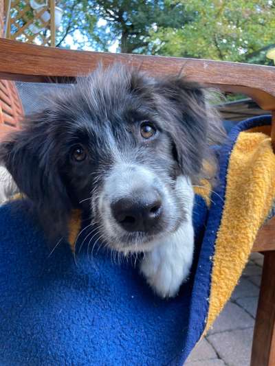 Fotosammlung: ,,Der natürliche Hund" Unbearbeitet, ungestellt und in Natura-Beitrag-Bild