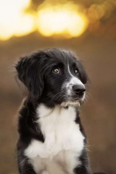 Dogorama Photo Challenge - Portrait-Beitrag-Bild