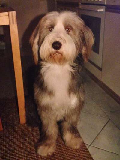 Welpen Bilder !-Beitrag-Bild