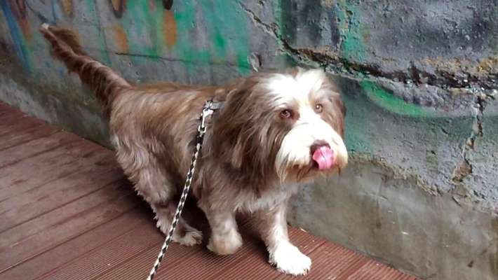 Dogorama Photo Challenge - Portrait-Beitrag-Bild